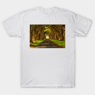 Cypress Tunnel Afternoon Glow T-Shirt